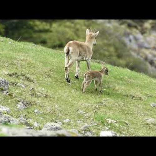 Scènes de vie printanière chez les bouquetins