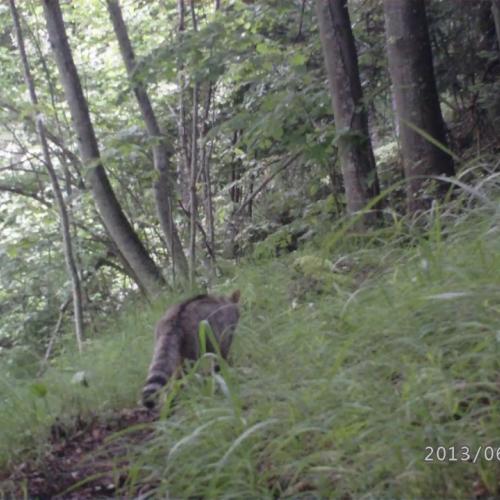 Chat forestier avec son petit