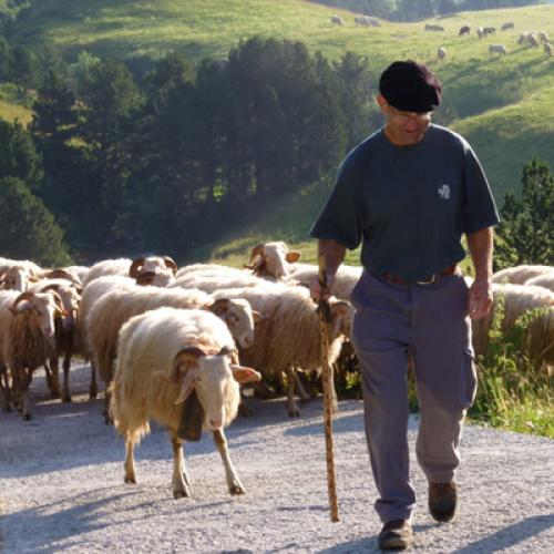 transhumance-a-bious-vallee-dossau-le-10-juillet-2010-cc-m-hervieu.jpg