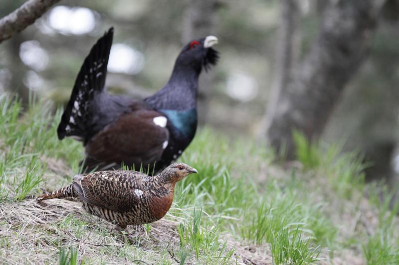 00014078_coq_poule_grand_tetras_christophe_cuenin.jpg