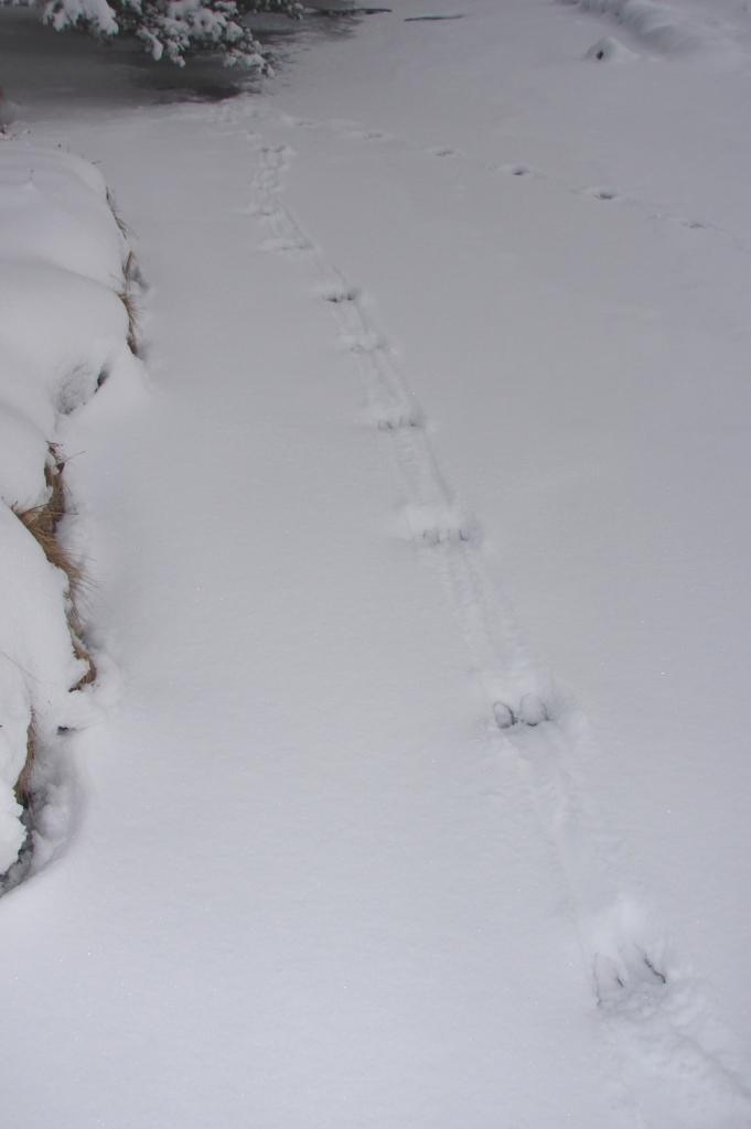 Sur la piste des traces d'animaux dans la neige 