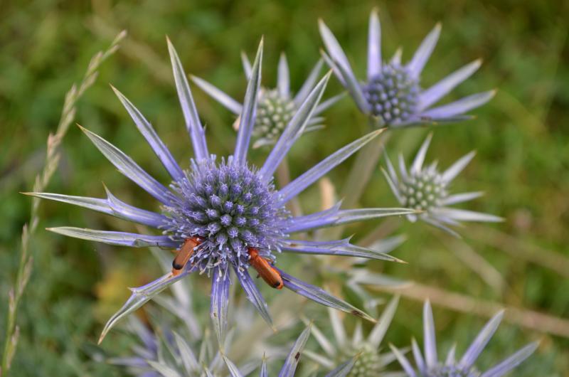 0044640_chardon_bleu_des_pyrenees_laurent_nedelec.jpg