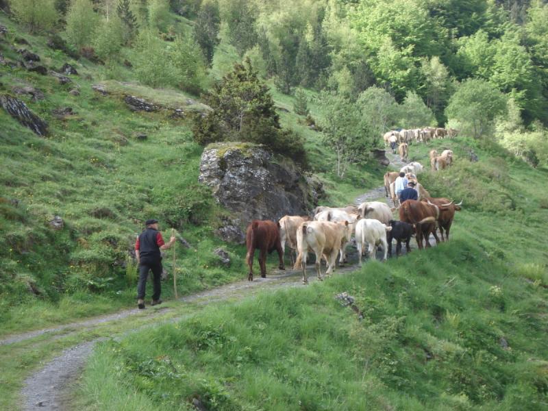  Ann&eacute;e internationale des parcours et des &eacute;leveurs pastoraux : les animations propos&eacute;es par le Parc national