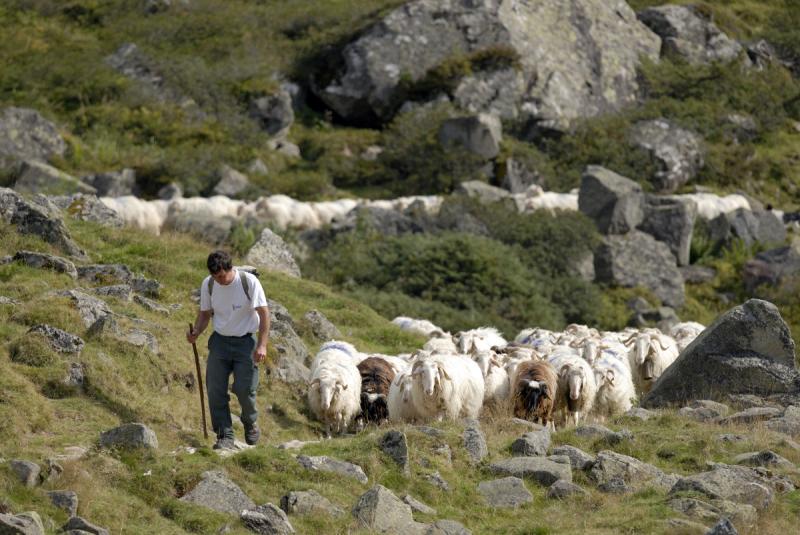 Ann&eacute;e internationale des parcours et des &eacute;leveurs pastoraux : les animations propos&eacute;es par le Parc national