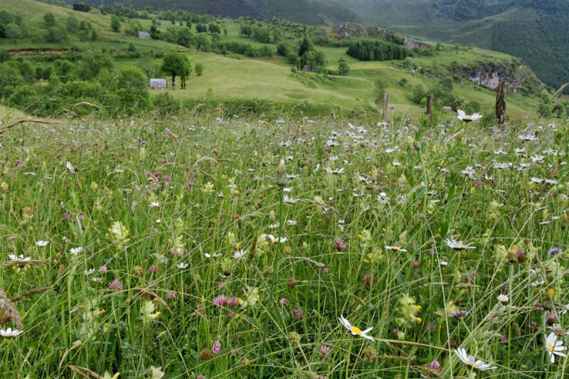Soutien du Parc national des Pyr&eacute;n&eacute;es &agrave; l'agro-pastoralisme