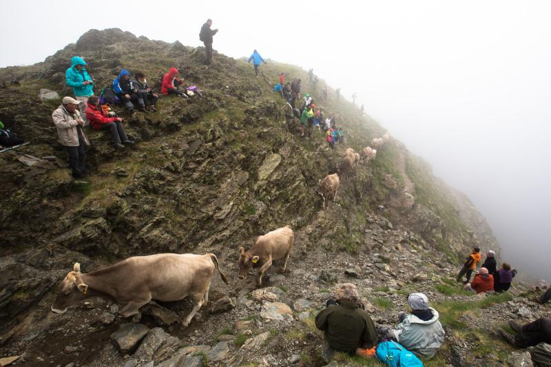 2026 : Année internationale  des parcours et des éleveurs pastoraux
