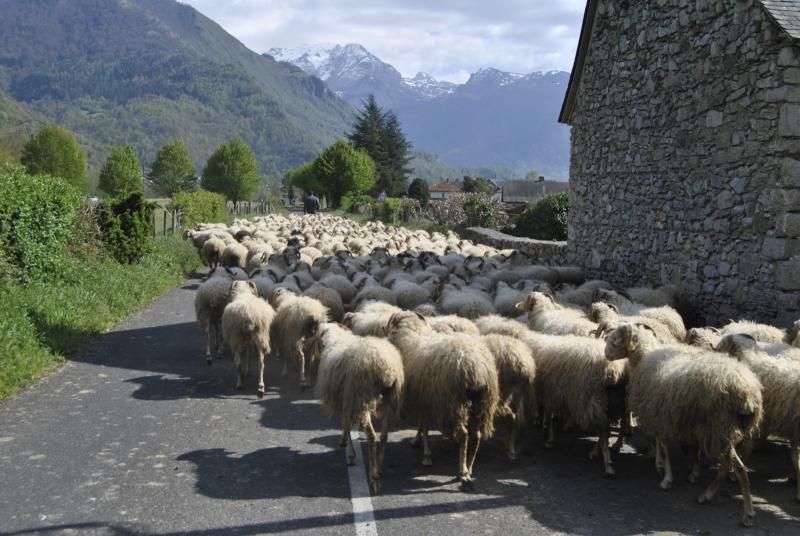 Ann&eacute;e internationale des parcours et des &eacute;leveurs pastoraux : les animations propos&eacute;es par le Parc national