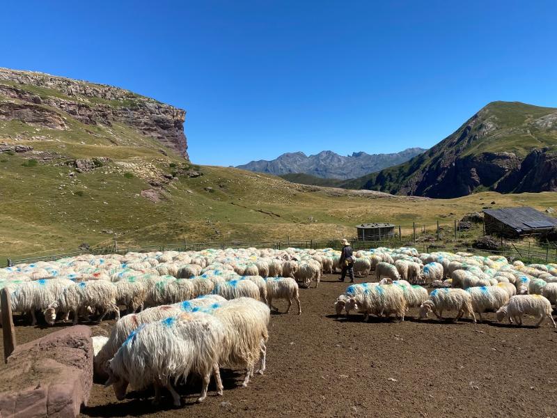 Ann&eacute;e internationale des parcours et des &eacute;leveurs pastoraux : les animations propos&eacute;es par le Parc national