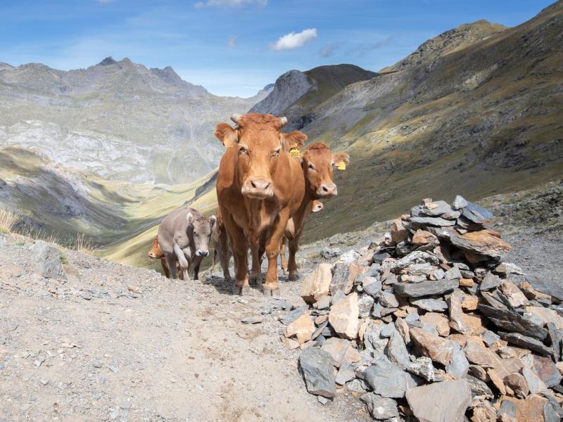 Ann&eacute;e internationale des parcours et des &eacute;leveurs pastoraux : les animations propos&eacute;es par le Parc national