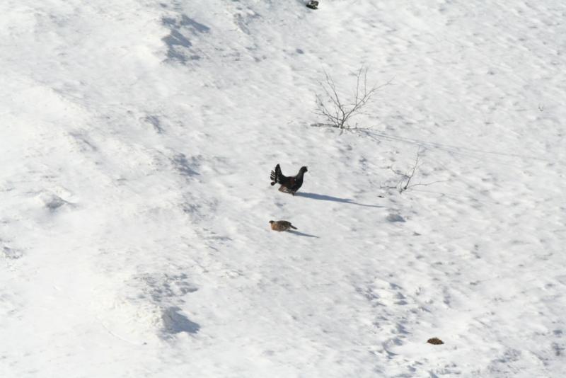 coq_poule_neige_jerome_demoulin_-_copie.jpg