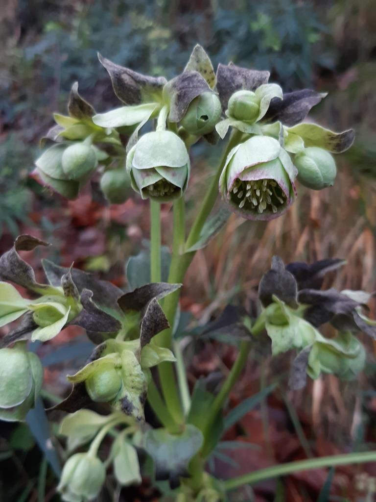 helleborus_foetidus_cr_2.jpg