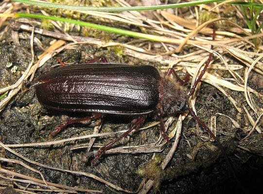 tragosoma_depsarium_cauterets_sylvain_dejean_cenmp.jpg