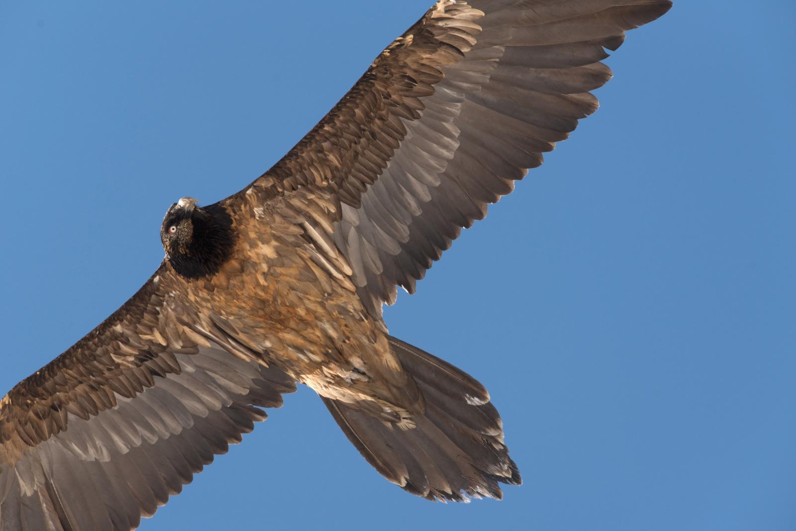 Pendant ce temps... le Gypaète barbu | Parc national des Pyrénées