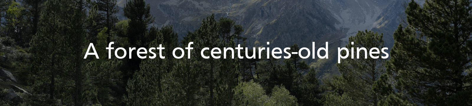 a forest of centuries-old pines