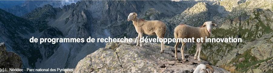2026 : Ann&eacute;e internationale des parcours et des &eacute;leveurs pastoraux