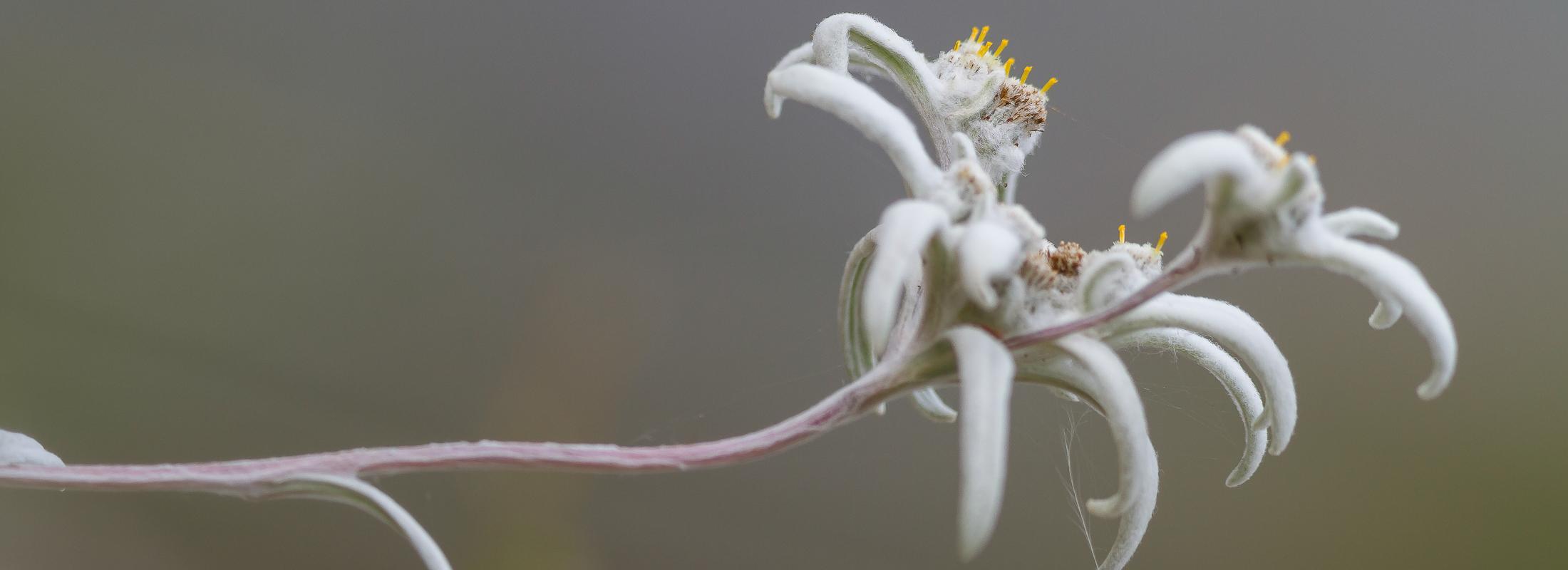 (c) C. Cuenin - Parc national des Pyrénées