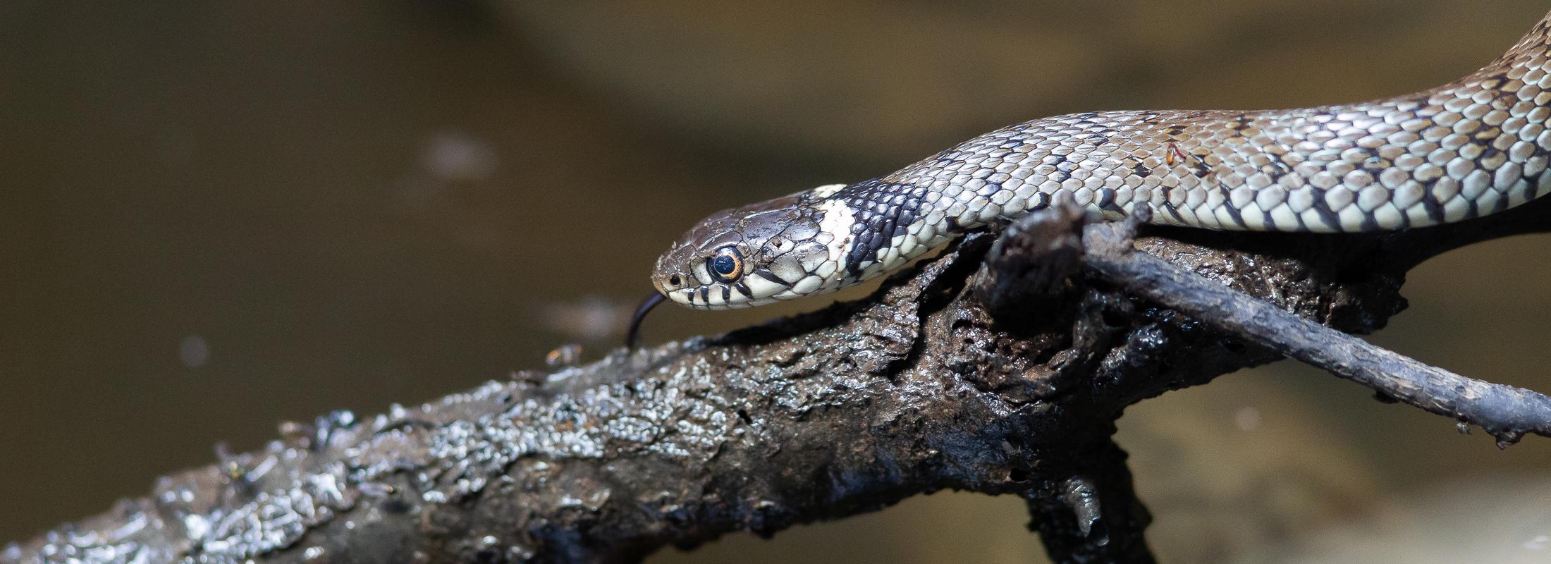 (c) C. Cuenin - Parc national des Pyrénées