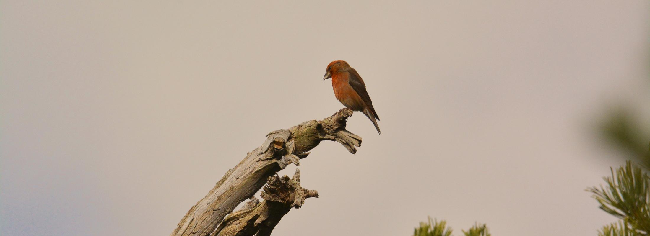 (c) L. Reigne - Parc national des Pyrénées