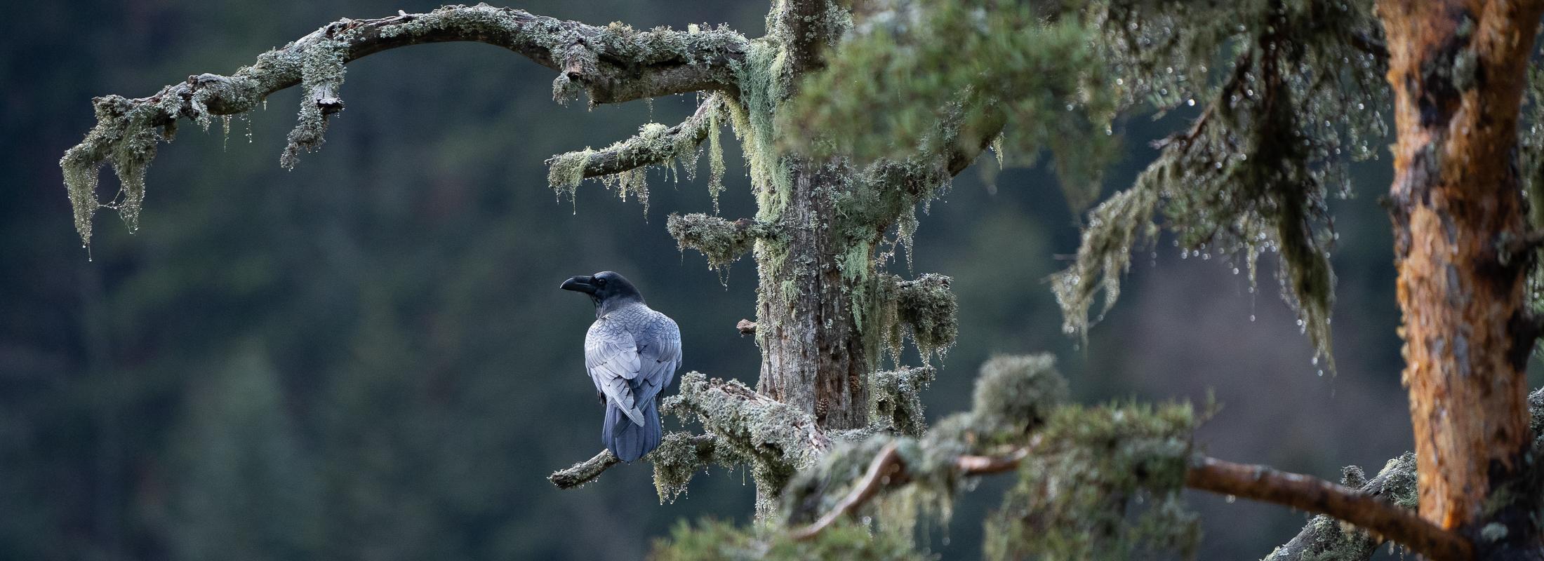 (c) L. Nédélec - Parc national des Pyrénées