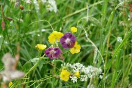 00012668_geranium_sanguin_david_penin.jpg