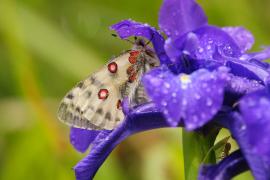 00038187_apolllon_iris_pyrenees_laurent_nedelec.jpg