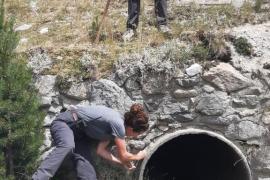 Eradication Céraiste tomenteux © O. Pasquet - Parc national des Pyrénées