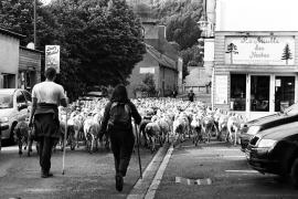 2026 : Année internationale  des parcours et des éleveurs pastoraux