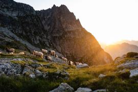 2026 : Année internationale  des parcours et des éleveurs pastoraux