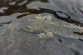 Randonnée aquatique