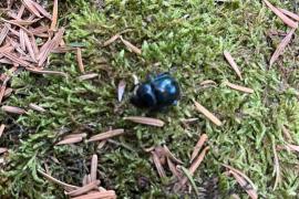Insecte