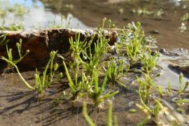 subularia_aquatica_-_etang_du_comte_18-08-13_jg_91_cbpmp_bd.jpg