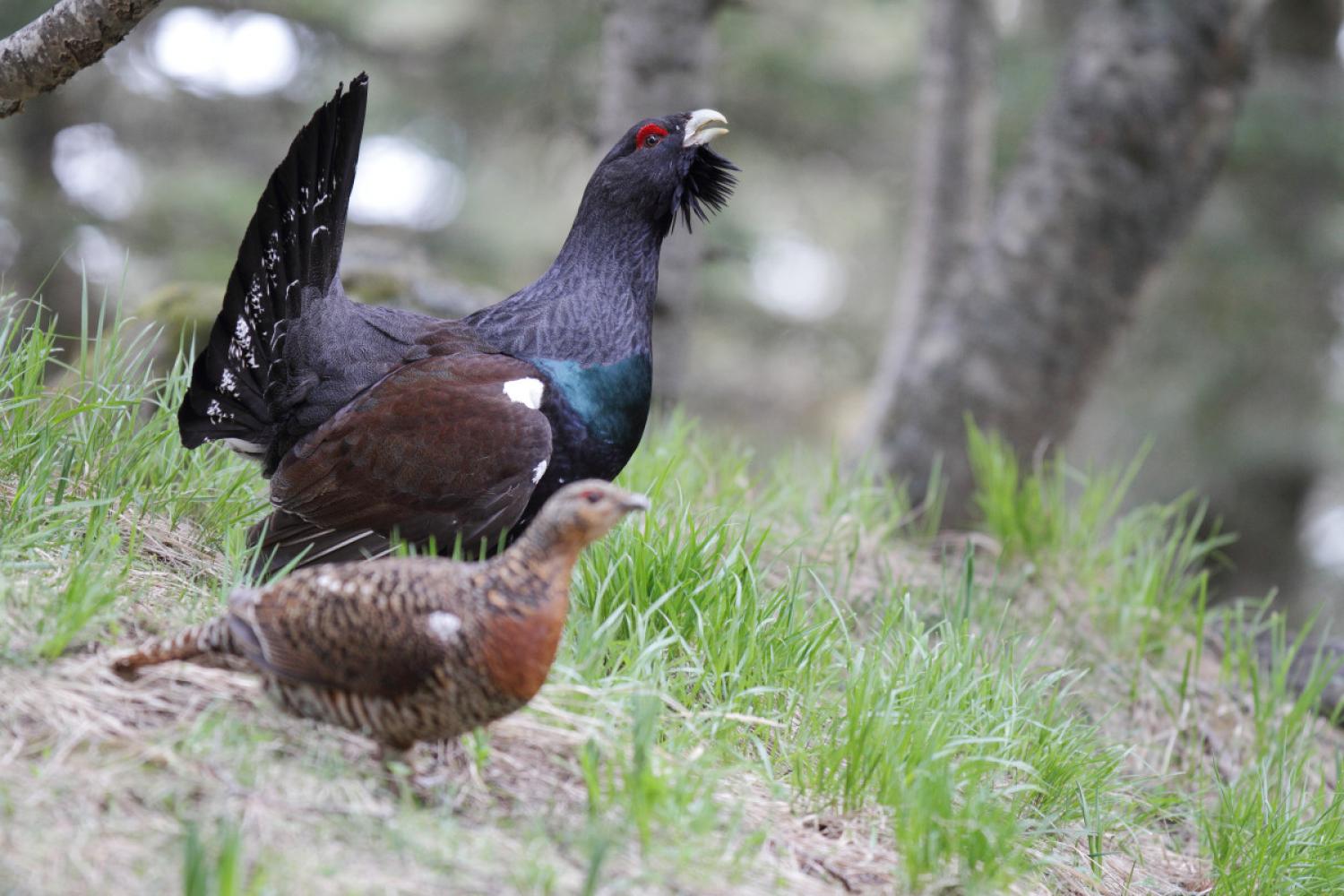 00014088_poule_coq_grand_tetras_christophe_cuenin.jpg