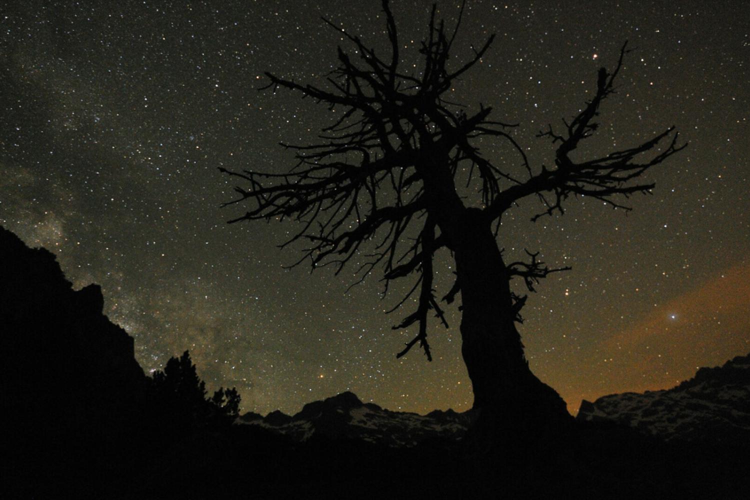 00020646_nuit_vallee_estaing_arbre_laurent_nedelec.jpg