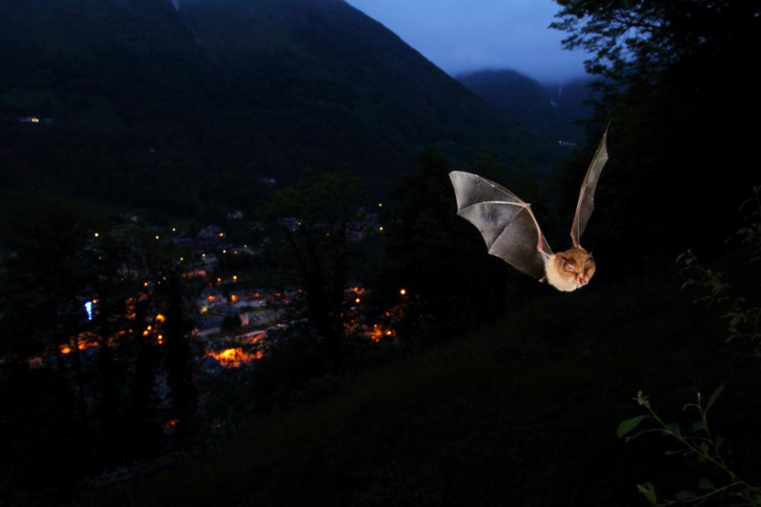 00024038_nuit_chauve_souris_pauze_cauterets_thomas_friedrich.jpg