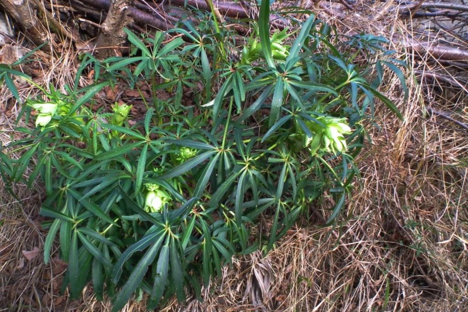 00048672_hellebore_fetide_carine_rieucau.jpg