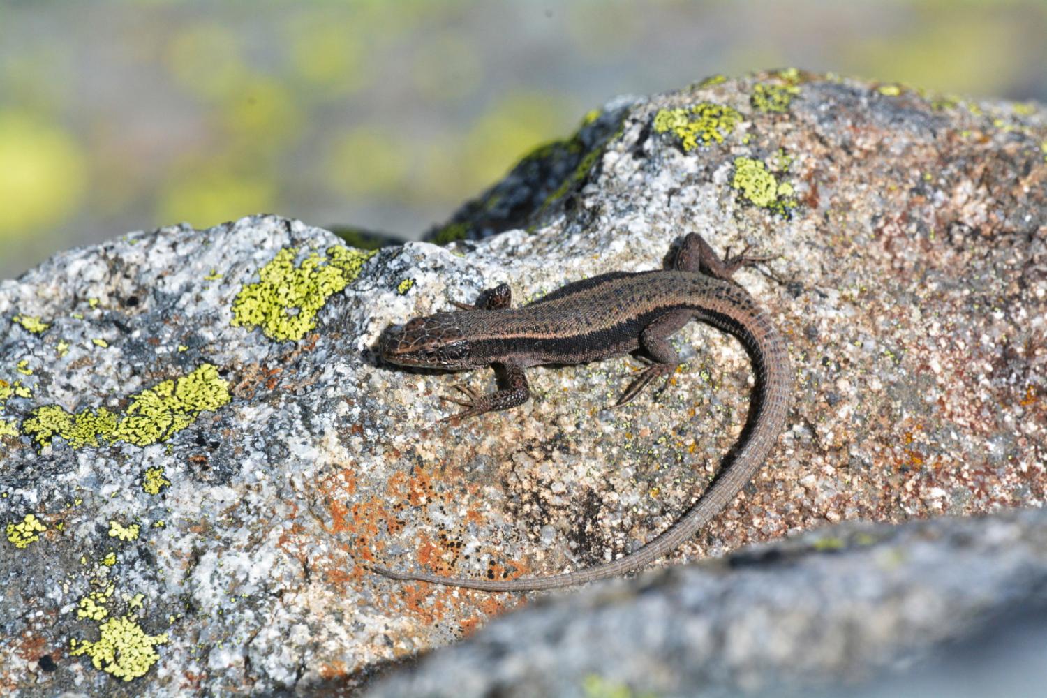 00059451_lezard_bonnal_leo_reigne.jpg