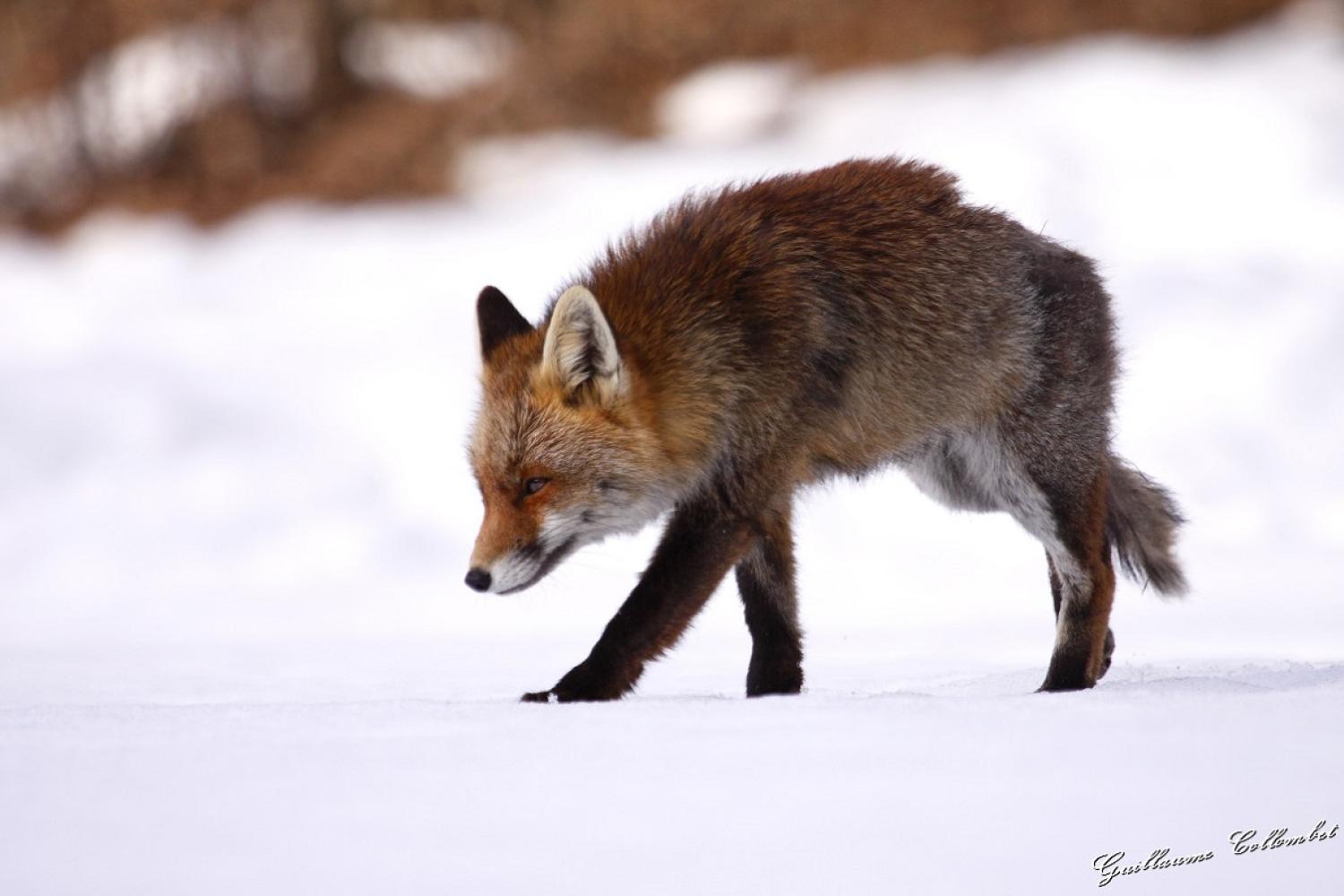 12_renard_1200px.jpg