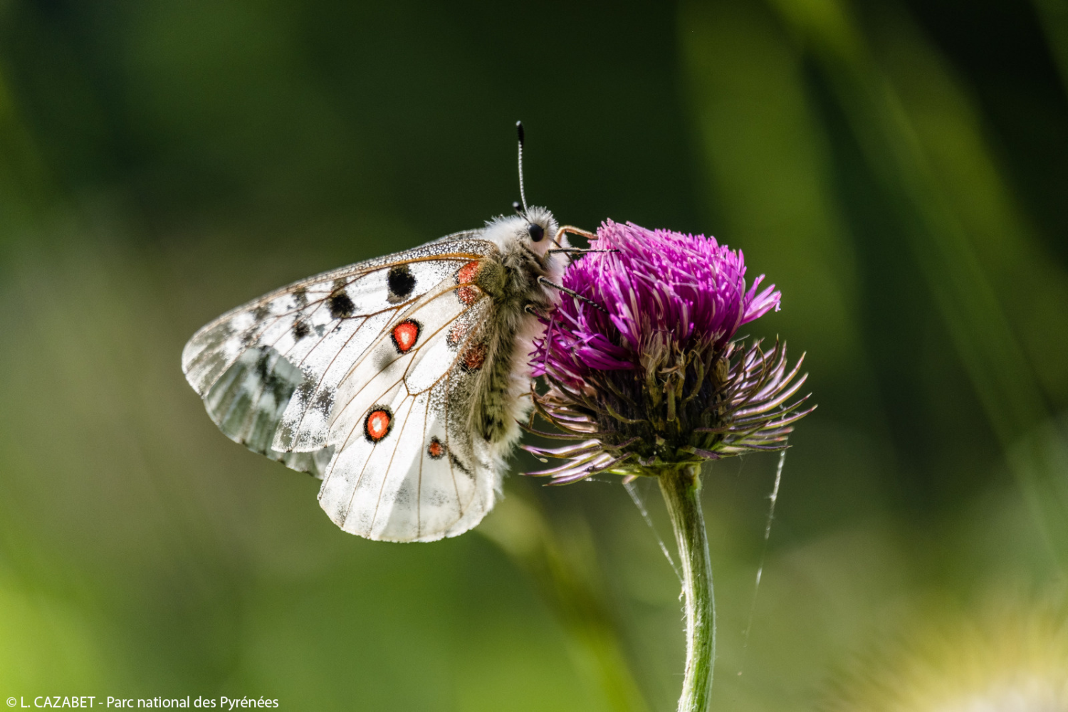 Papillon