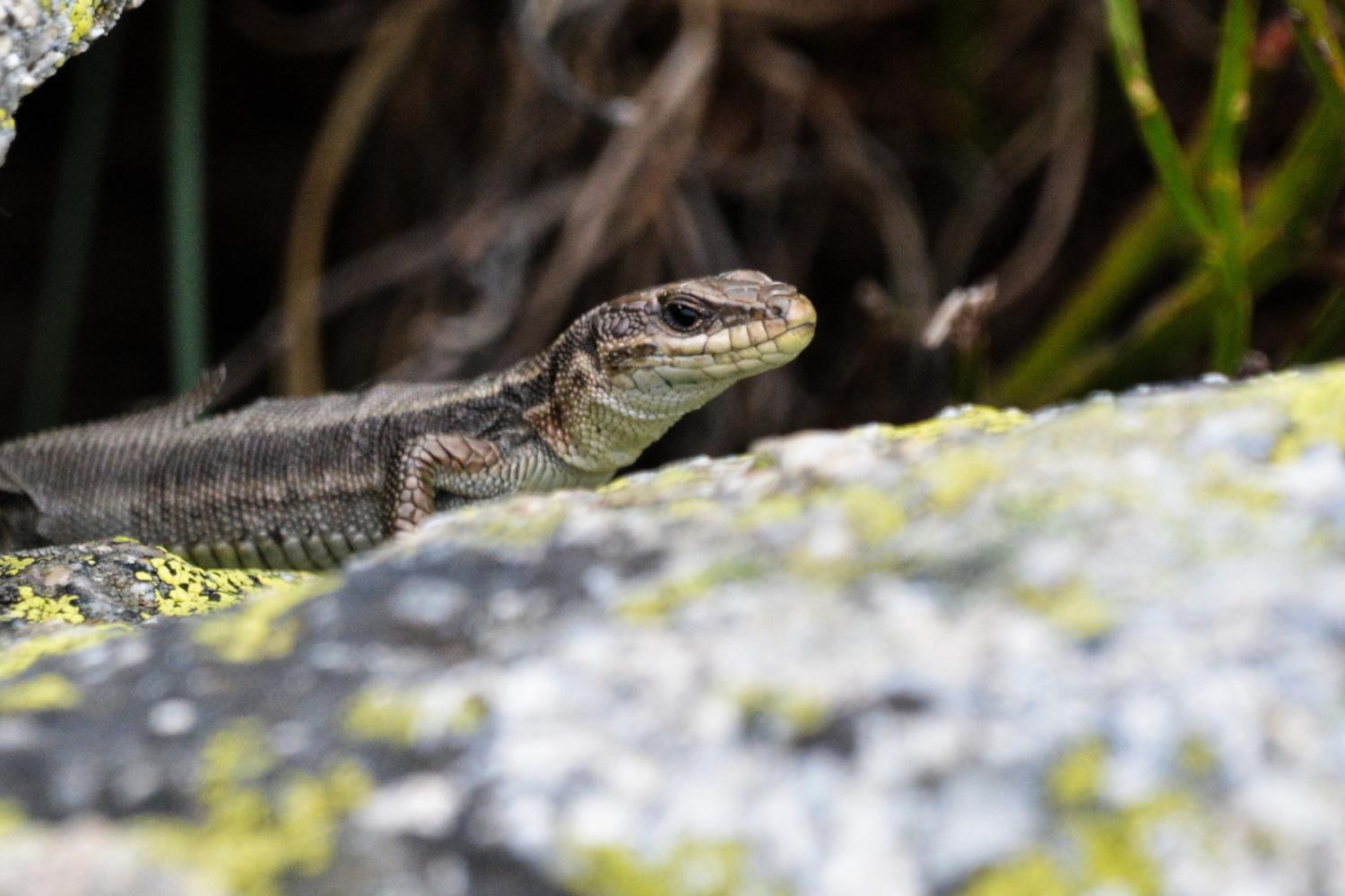 Gros plan sur le Lézard de Bonnal