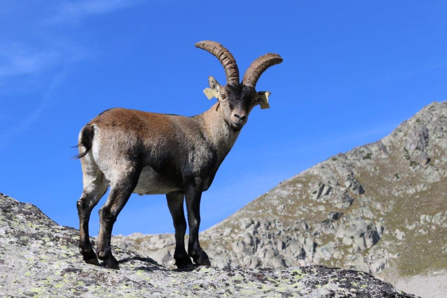 Bouquetin ibérique mâle © A. Garnier - PNP