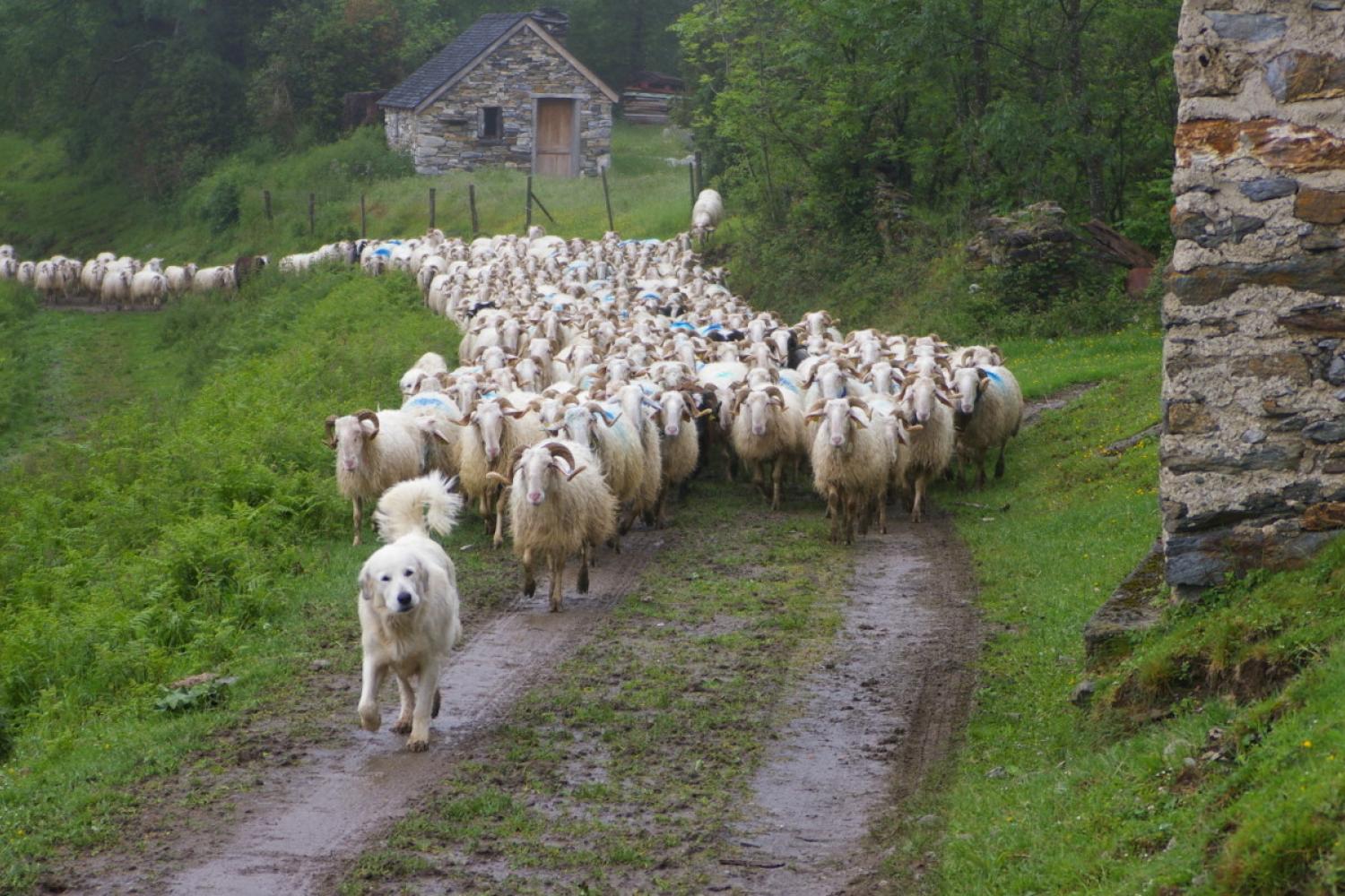 Soutien du Parc national des Pyr&eacute;n&eacute;es &agrave; l'agro-pastoralisme
