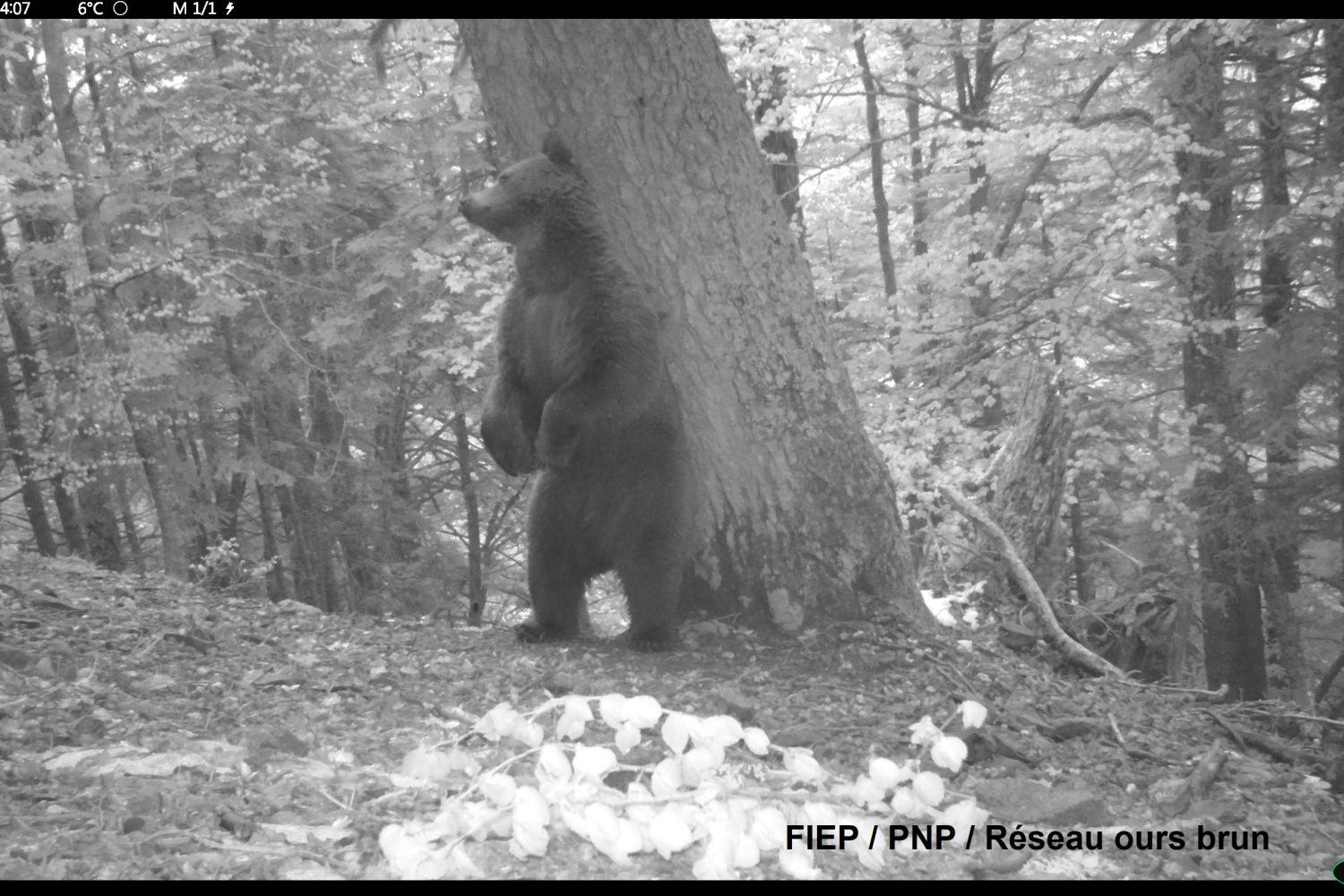 Ours mâle en coeur du Parc national, vallée d'Ossau ©FIEP / PNP / Réseau ours brun