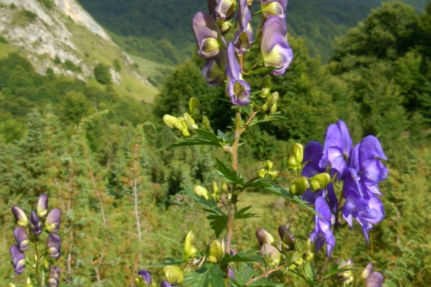 aconitum_variegatum_ssp._pyrenaicum_francoise_laigneau_cbnpmp2_22_08_2011_r2test.jpg