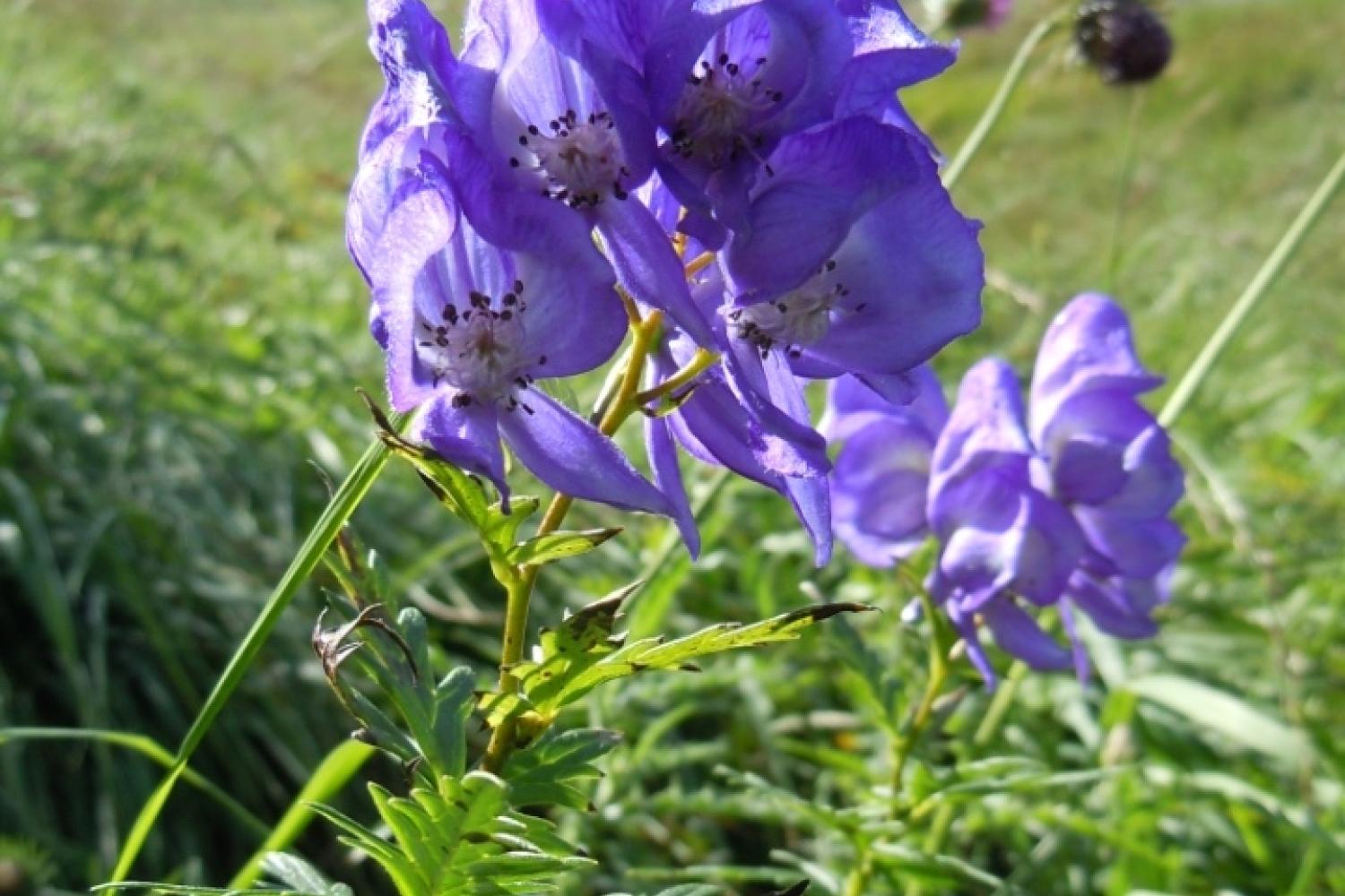 aconitum_variegatum_ssp._pyrenaicum_francoise_laigneau_cbnpmp3_22_08_2011_r2test.jpg