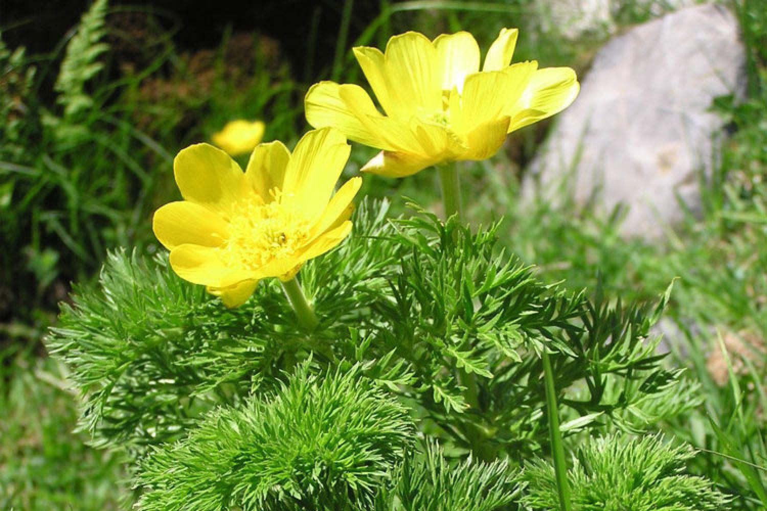 adonis-des-pyrenees.jpg