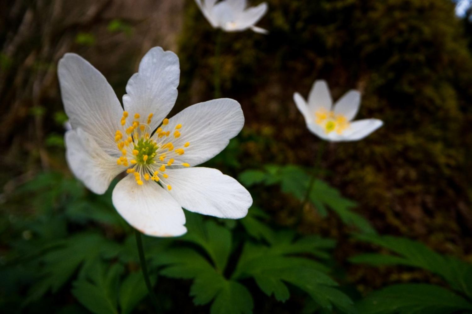 anemone_des_bois_pais_de_flors-29.jpg