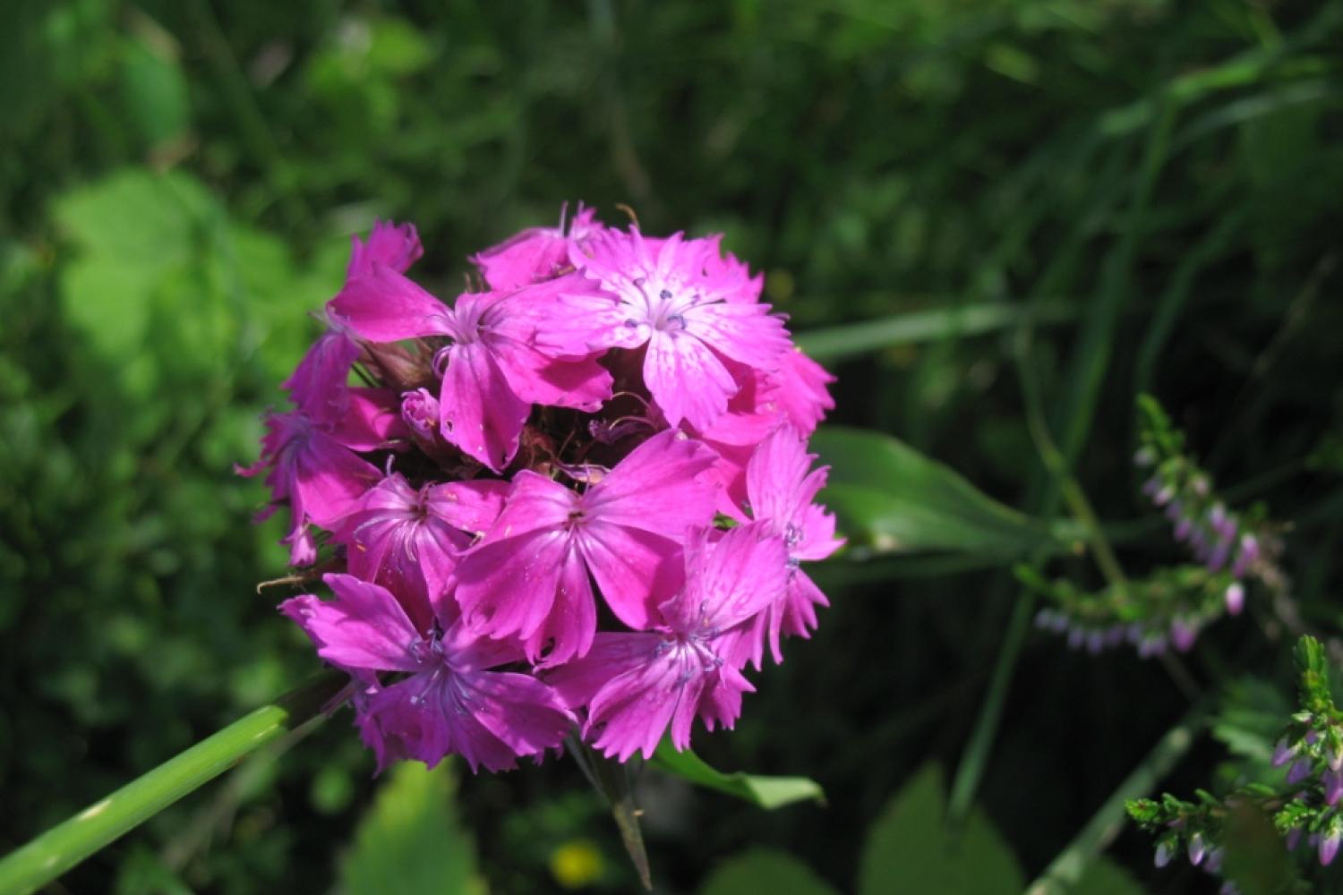 aout-1-2012-cb_094_dianthus_barbatus_oeillet_des_poetes_c_berges_cbnpmp.jpg