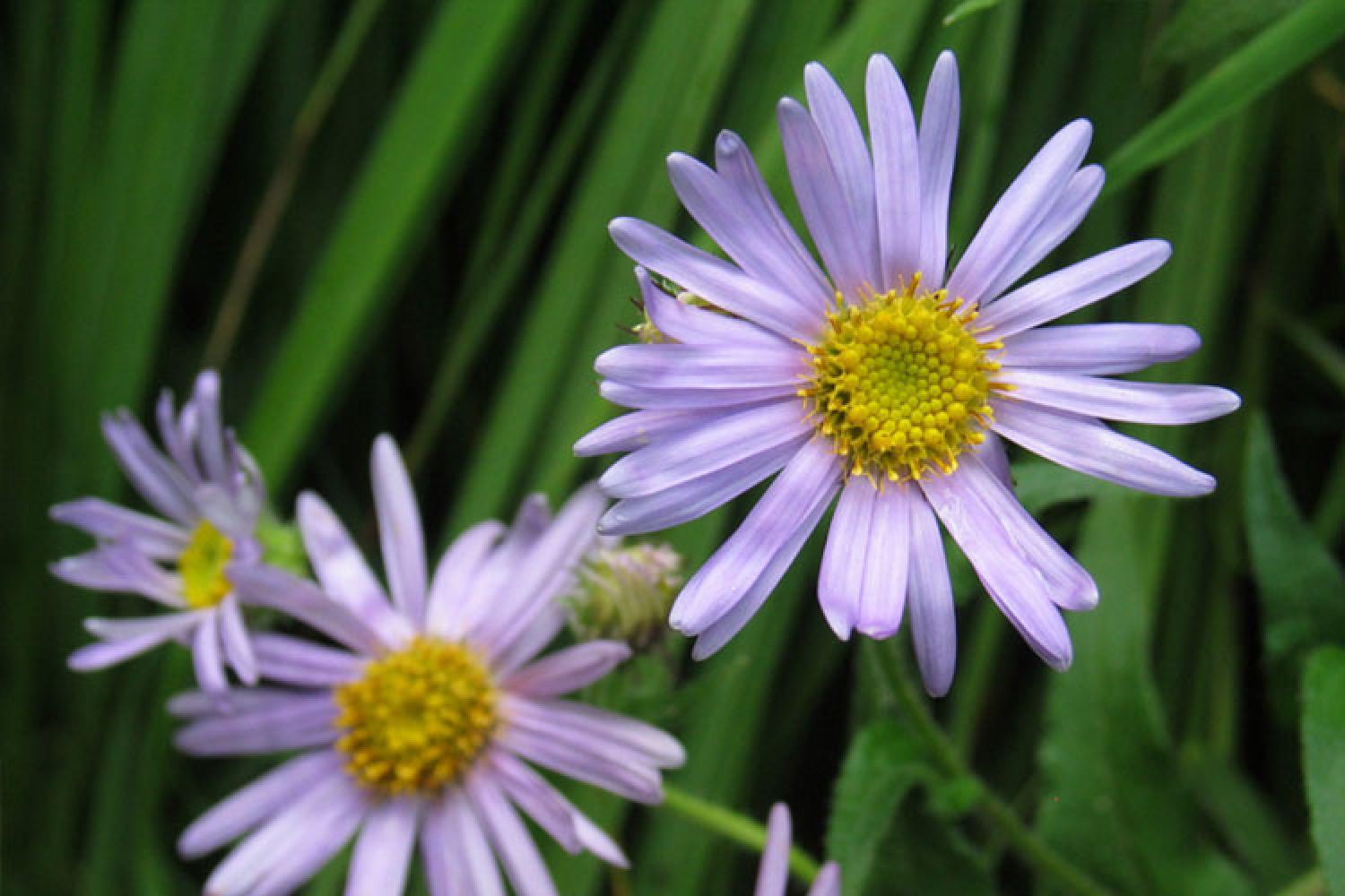 aster-des-pyrenees-diapo.jpg