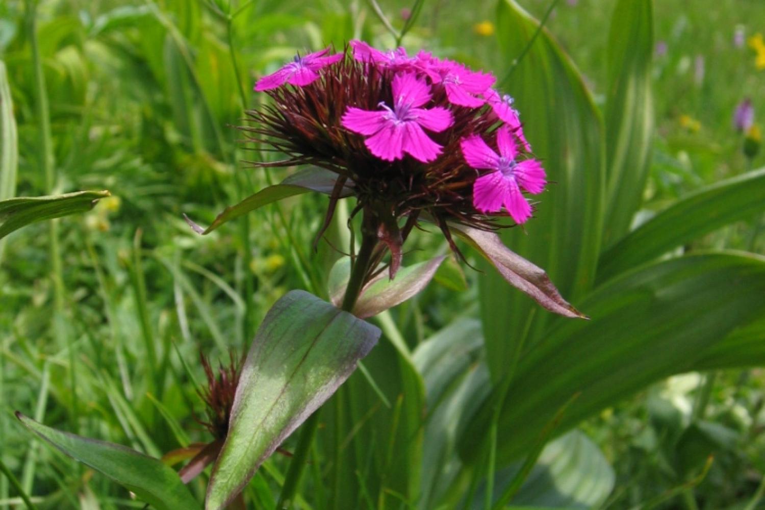 dianthus_barbatus2_oeillet_des_poetes_20_07_2010_r10_francoise_laigneau_cbnpmp.jpg