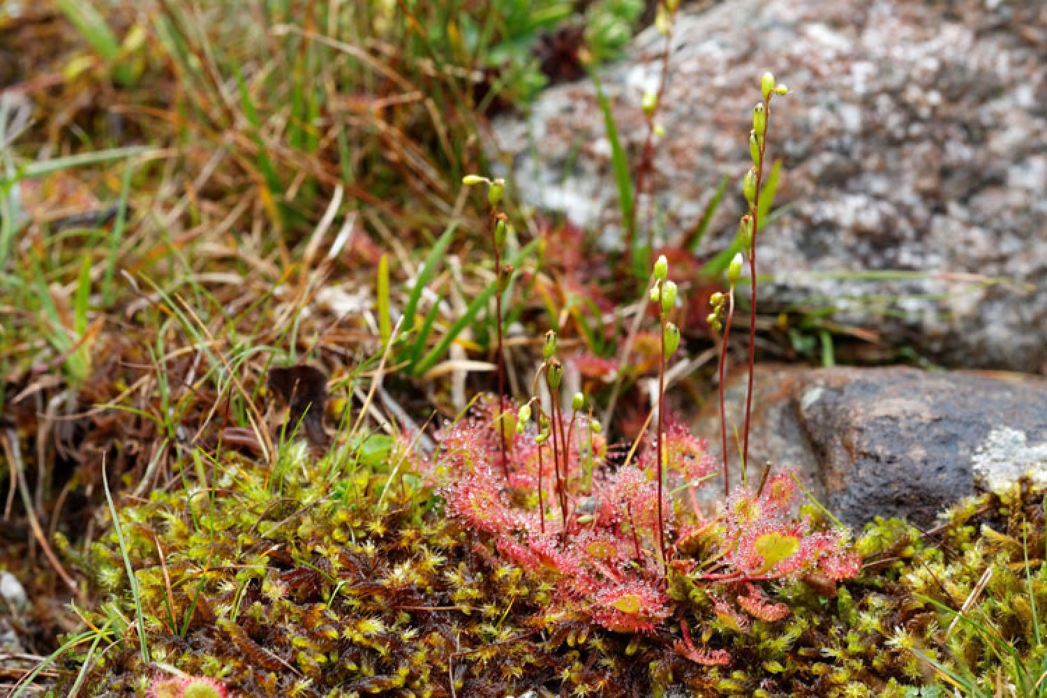 drosera-13694.jpg